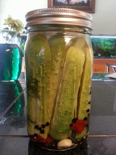 A picture of Spicy Dill Refrigerator Pickles.