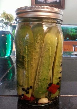 A picture of Spicy Dill Refrigerator Pickles.