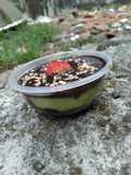 Browkat(brownis alpukat)