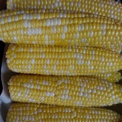 A picture of " Silk - Free Corn on the Cob.