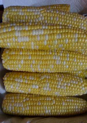 A picture of " Silk - Free Corn on the Cob.