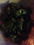 Garlic Kale Chips