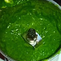 Green Chilli - Coriander Chutney 📌 A picture of Green Chilli - Coriander Chutney 📌.