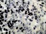 cannoli dip