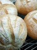 Whole Wheat Bread for Vegans or Vegetarians