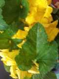 Onam Vibhavangal-Thoran(pumpkin leaves and flowers)