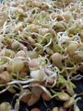 Brotes de lentejas