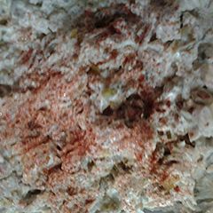 A picture of Basic turkey salad.