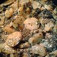 Italian potatoes with spinach