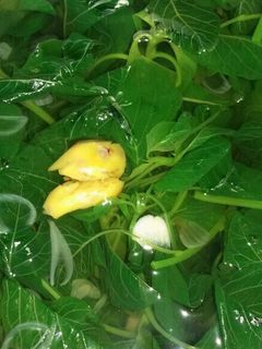 Foto resep Sayur Bayam Kuah Bening