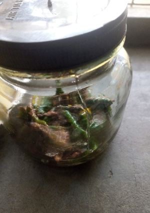 কাঁচা লঙ্কার আচার(Kancha Lonkar achar recipe in Bengali) রেসিপির প্রধান ছবি