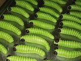 Kue Ulat Daun Bayam (cookies ulat daun)