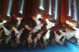 Bagaimana Membuat Es Lilin Teh manis tidak mudah cair yang Lezat