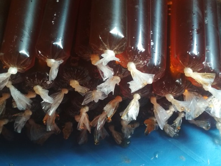 Bagaimana Membuat Es Lilin Teh manis tidak mudah cair yang Lezat