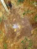 Tomato rasam without rasam powder