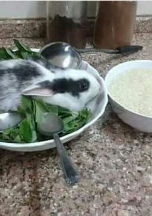 صورة لوصفة ملوخية بالارانب 😉😋👍