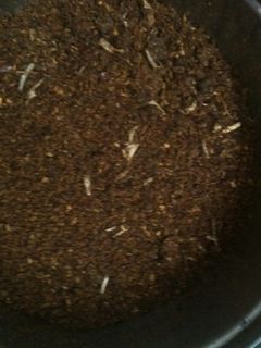 எள் இட்லி பொடி (Ellu idli podi recipe in tamil) செய்முறை முக்கிய புகைப்படம்