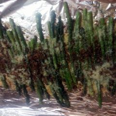 A picture of baked cheesey bacon asparagus.