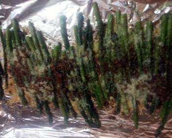 Easy Making Recipe baked cheesey bacon asparagus Delicious and Healthy