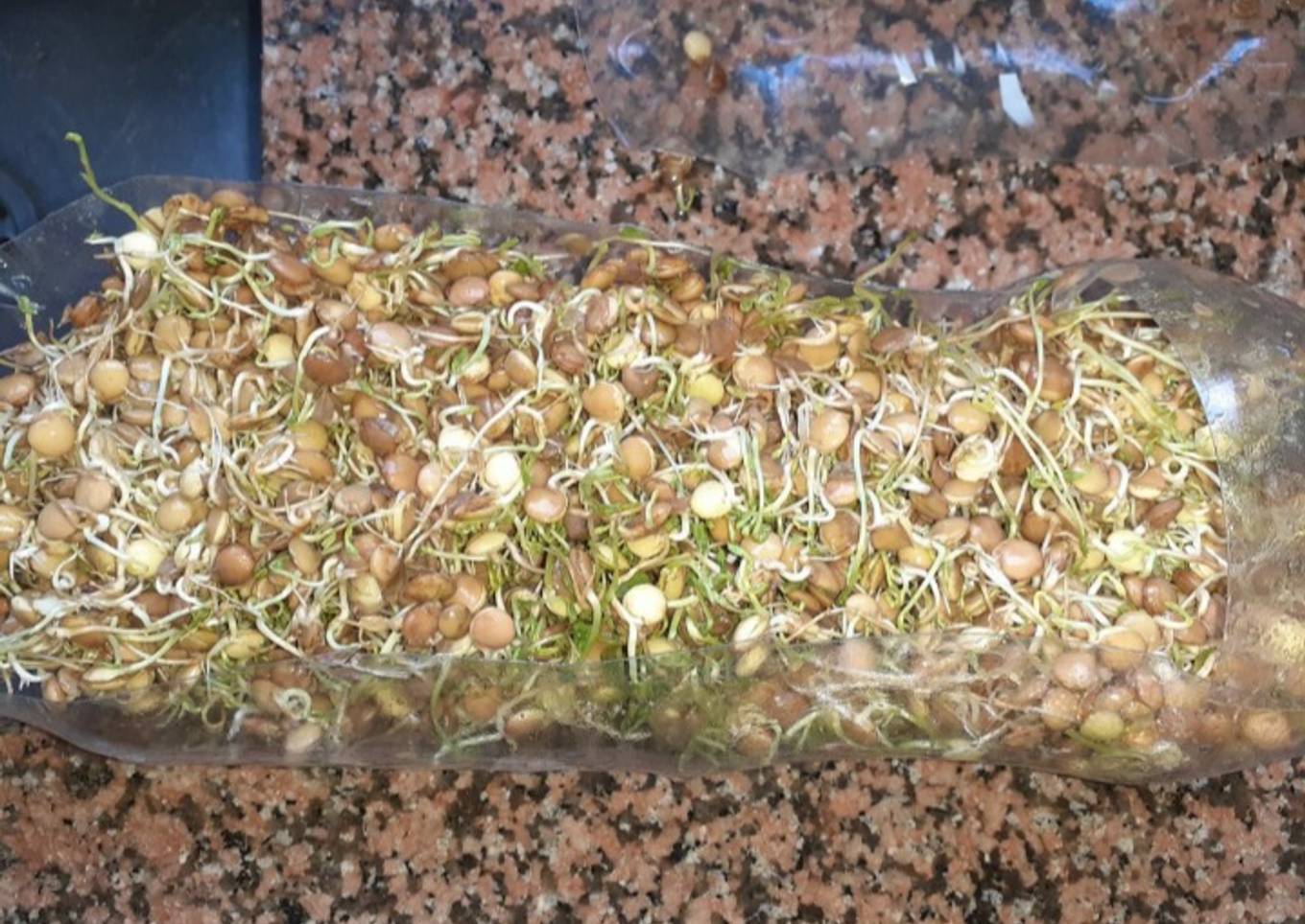 Brotecitos de Lentejas para Arroz Chino