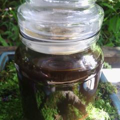 A picture of Mushroom Sauce.