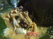 Gambar botok jeroan pedas