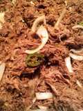 Amazing oven slow cooked pulled pork