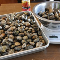 A picture of How to Preserve Manila Clams (Asari) in the Freezer.