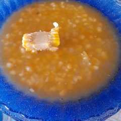 Una foto de Tipo locro