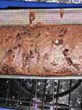 Budín y magdalenas de banana
