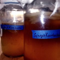 A picture of No Hassle Starter SCOBY.