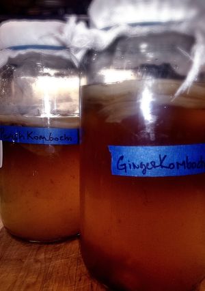 A picture of No Hassle Starter SCOBY.