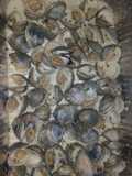 Johnny b-good southern clams