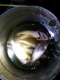 Fried fish (croaker) today's catch