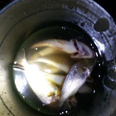 A picture of Fried fish (croaker) today's catch.