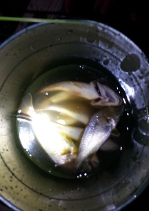 A picture of Fried fish (croaker) today's catch.