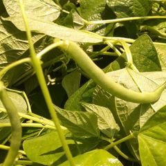 Garden Green Beans and Garlic A picture of Garden Green Beans and Garlic.
