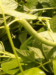 A picture of Garden Green Beans and Garlic.