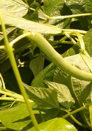 A picture of Garden Green Beans and Garlic.