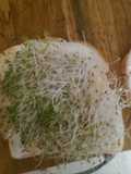 Sprouted Egg Sandwich