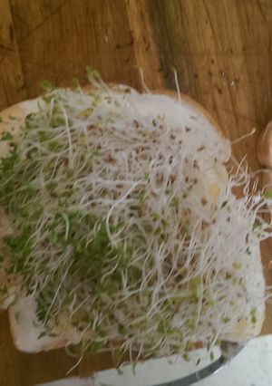 A picture of Sprouted Egg Sandwich.