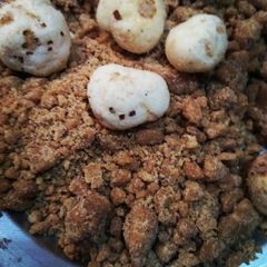 A picture of Jaggery kasar.