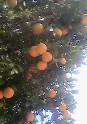 A picture of Citrus and mothers smoothie.