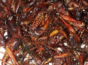 Foto resep Belalang goreng
