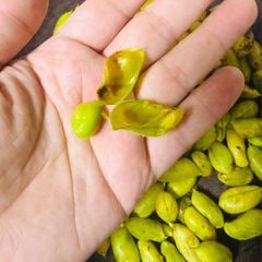 A picture of Roasted green peas (Hari boot).