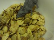 A picture of pan roasted pumpkin seeds