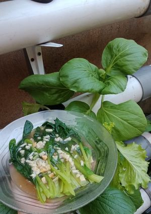 Foto resep Tumis Pokchoy