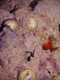 West Sumatran Rendang (Beef Curry)