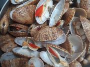 A picture of sò lụa hấp