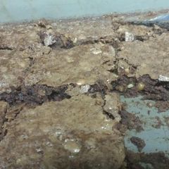 A picture of chocolate milk brownies with walnuts.